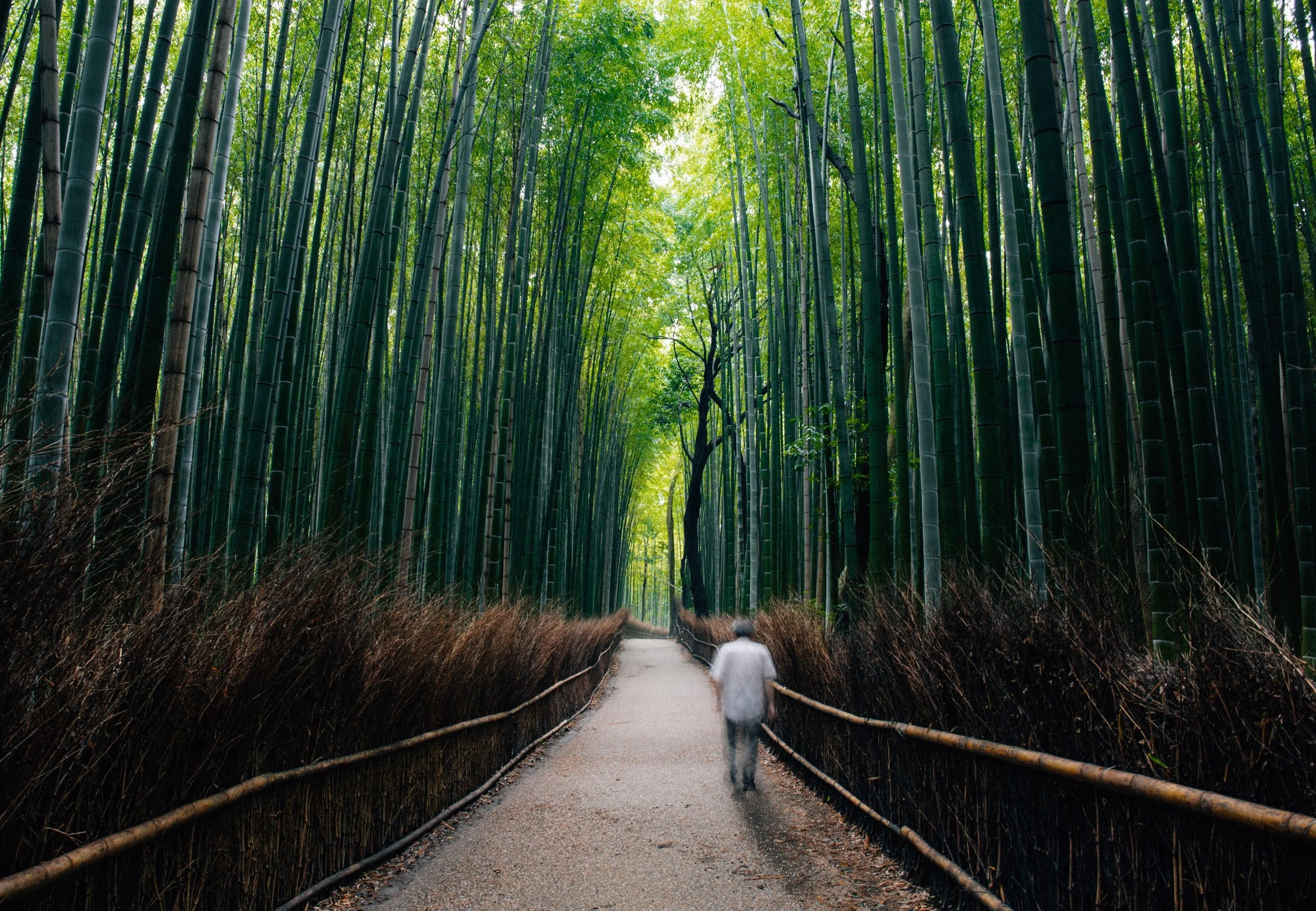 Arashiyama bamboo grove, Kyoto