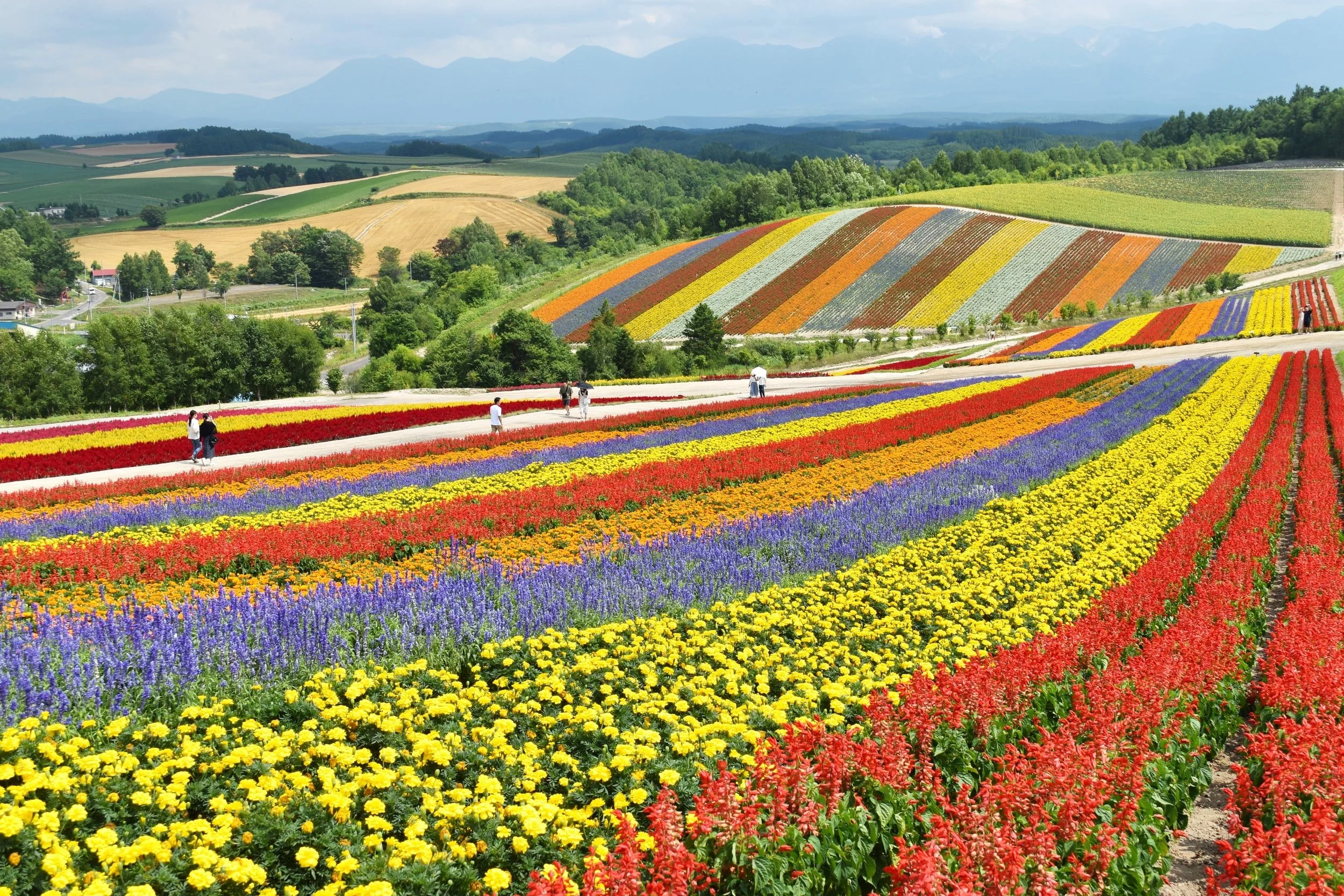 Hokkaido summer flowers